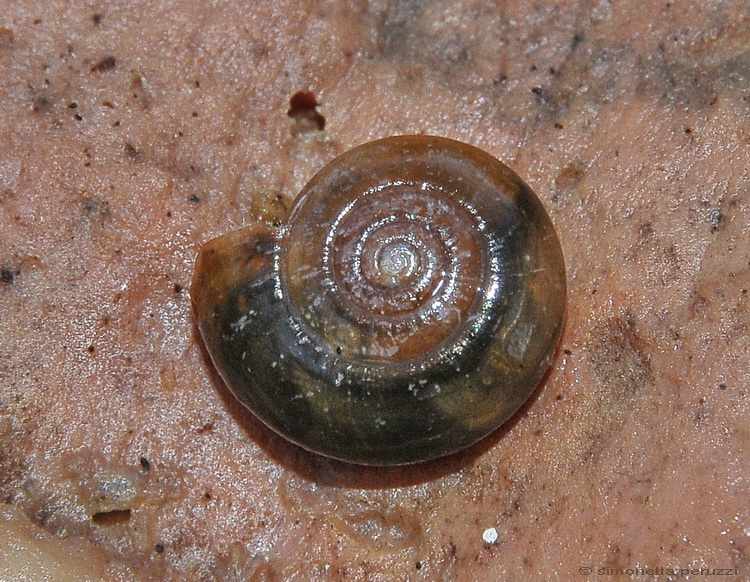 Gasteropoda piccolo e peloso